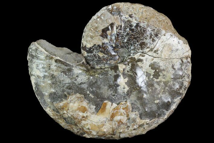 Bargain, Discoscaphites Ammonite - South Dakota #98723